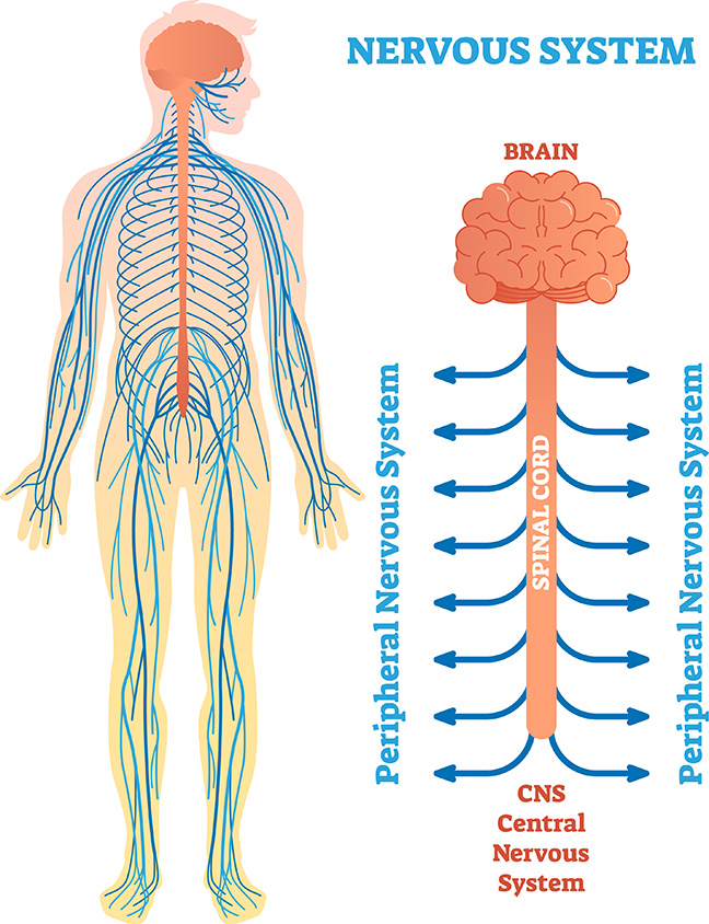 CentralandPeripheralNervousSystem