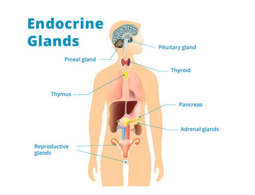 Tip of the Day #1: Endocrine Glands