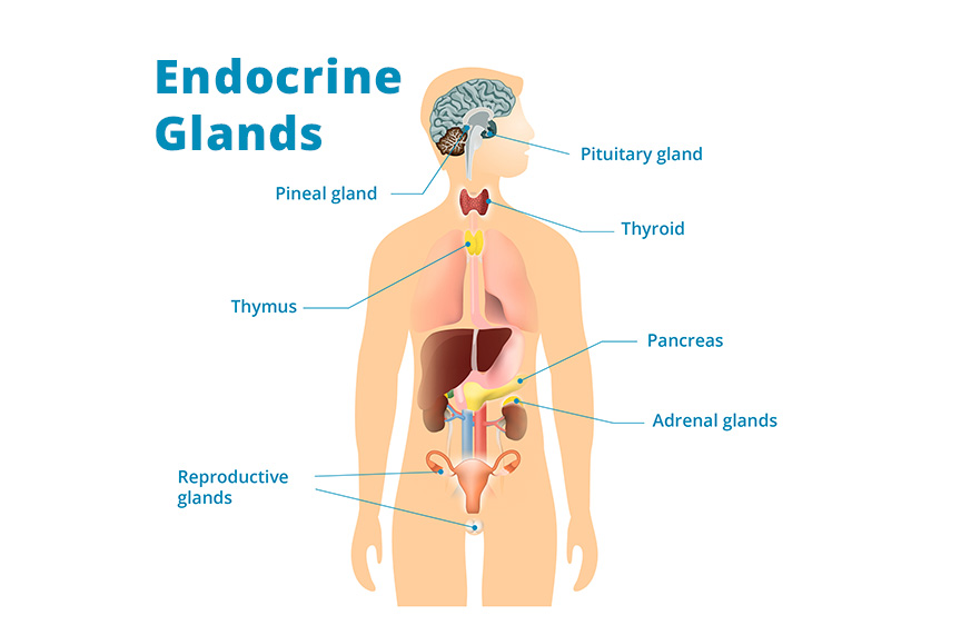 EndocrineGlands