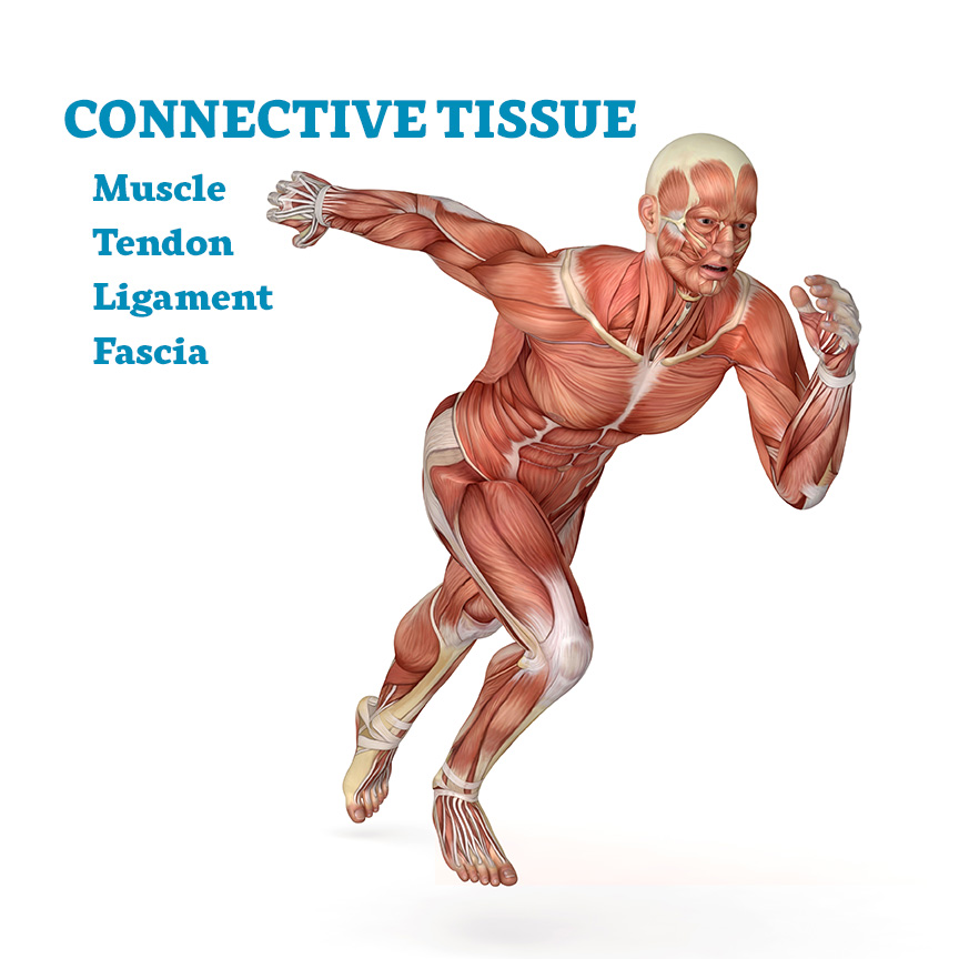 Human body for study, showing the muscles while running